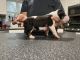 Bull Terrier Puppies for sale in Wayland, MI 49348, USA. price: NA