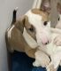Bull Terrier Puppies for sale in Durham, NC, USA. price: NA