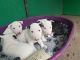 Bull Terrier Puppies for sale in Kent, WA, USA. price: NA