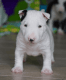 Bull Terrier Puppies for sale in Conroe, TX 77385, USA. price: NA