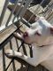 Bull Terrier Puppies for sale in Jersey City, NJ, USA. price: NA