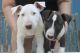 Bull Terrier Puppies for sale in TX-249, Houston, TX, USA. price: NA