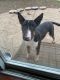 Bull Terrier Puppies for sale in 24 Balsam Ct, Pittsburg, CA 94565, USA. price: $400