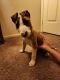 Bull Terrier Puppies for sale in Granada Hills, Los Angeles, CA, USA. price: $900
