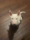 Bull Terrier Puppies for sale in Rocky Mount, NC 27802, USA. price: $1,400