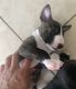 Bull Terrier Puppies for sale in Liberty, SC 29657, USA. price: NA