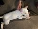 Bull Terrier Puppies for sale in Rocky Mount, NC 27803, USA. price: $1,200