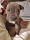 Bull Terrier Puppies for sale in Brandon, FL, USA. price: $750