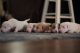 Bull Terrier Puppies for sale in Spring Hope, NC 27882, USA. price: $100,000