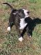 Bull Terrier Puppies for sale in Liberty, SC 29657, USA. price: NA