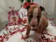 Bull Terrier Puppies for sale in Hermiston, OR 97838, USA. price: $1,000