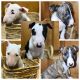 Bull Terrier Puppies for sale in Johnstown, CO, USA. price: $1,000