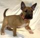 Bull Terrier Puppies for sale in Stockton, CA 95204, USA. price: NA