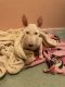Bull Terrier Puppies for sale in Yuba City, CA, USA. price: $800