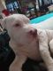 Bull Terrier Puppies for sale in Warren County, NJ, USA. price: NA