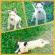 Bull Terrier Puppies for sale in Miami, FL, USA. price: $1,200