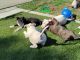 Bull Terrier Puppies for sale in Riverside, CA, USA. price: NA