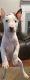 Bull Terrier Puppies for sale in Talladega, AL 35160, USA. price: $1,500