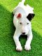 Bull Terrier Puppies for sale in Miami, FL, USA. price: $750