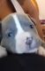 Bull Terrier Puppies for sale in 87 E Williams Field Rd, Gilbert, AZ 85295, USA. price: $250
