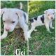 Bull Terrier Puppies for sale in San Antonio, TX, USA. price: $250