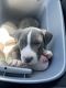 Bull Terrier Puppies for sale in Sandy Springs, GA, USA. price: $300