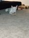 Bull Terrier Puppies for sale in Seattle, WA, USA. price: $2,500