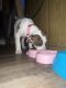 Bull Terrier Puppies for sale in E Livingston Ave, Columbus, OH, USA. price: NA