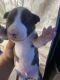 Bull Terrier Puppies for sale in Bloomington, CA, USA. price: $1,500