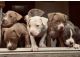 Bull Terrier Puppies for sale in Youngstown, NY 14174, USA. price: NA