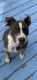 Bull Terrier Puppies for sale in Allentown, PA, USA. price: $500