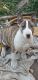 Bull Terrier Puppies for sale in Oxnard, CA, USA. price: $800