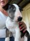 Bull Terrier Puppies for sale in Philippi, WV 26416, USA. price: NA