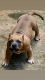 Bull Terrier Puppies for sale in Jonesboro, GA, USA. price: NA