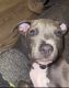 Bull Terrier Puppies for sale in San Antonio, TX, USA. price: $250
