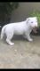 Bull Terrier Puppies for sale in Miami Lakes, FL, USA. price: $1,300