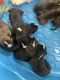 Bull Terrier Puppies for sale in Kinston, NC, USA. price: $500