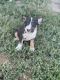 Bull Terrier Puppies for sale in Pocatello, ID, USA. price: NA
