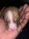 Bull Terrier Puppies for sale in Fredericksburg, VA 22401, USA. price: $750