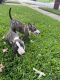 Bull Terrier Puppies for sale in Chesapeake, VA, USA. price: $1,200