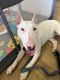 Bull Terrier Puppies for sale in Bellingham, MA, USA. price: NA