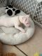 Bull Terrier Puppies for sale in Austin, TX, USA. price: $600
