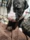 Bull Terrier Puppies for sale in North East, PA 16428, USA. price: $1,500