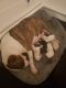 Bull Terrier Puppies for sale in Greenville, NC, USA. price: $2,500