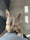 Bull Terrier Puppies for sale in Pensacola, FL 32534, USA. price: $300