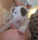 Bull Terrier Puppies for sale in Slidell, LA, USA. price: $1,500