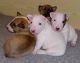Bull Terrier Puppies for sale in SPFLD (LONG), MA 01106, USA. price: $500