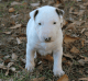 Bull Terrier Puppies for sale in Greenville, NC, USA. price: $2,000