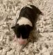Bull Terrier Puppies for sale in Des Moines, IA, USA. price: $800