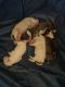 Bull Terrier Puppies for sale in DeLand, FL, USA. price: $1,200